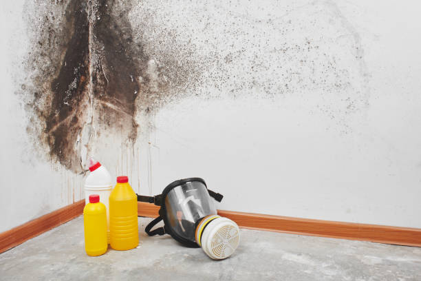 Best Health and Safety Mold Remediation in Long View, NC