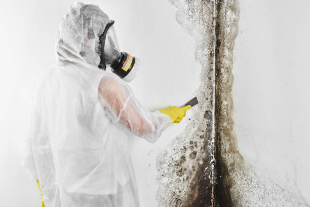 Best Health and Safety Mold Remediation in Long View, NC