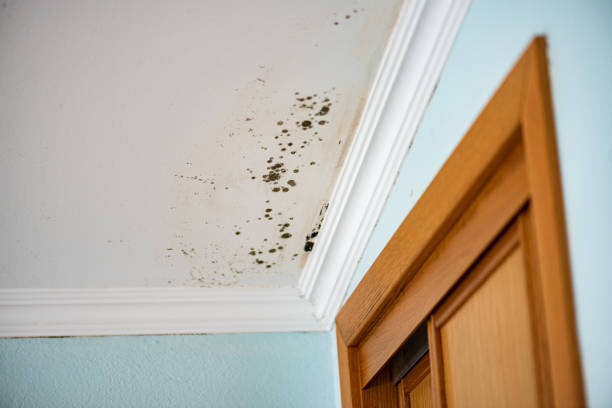 Best Bathroom Mold Remediation in Long View, NC