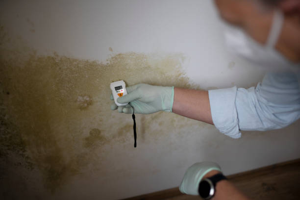 Best Mold Remediation for Specific Building Types in Long View, NC