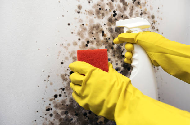 Best Commercial Mold Remediation in Long View, NC