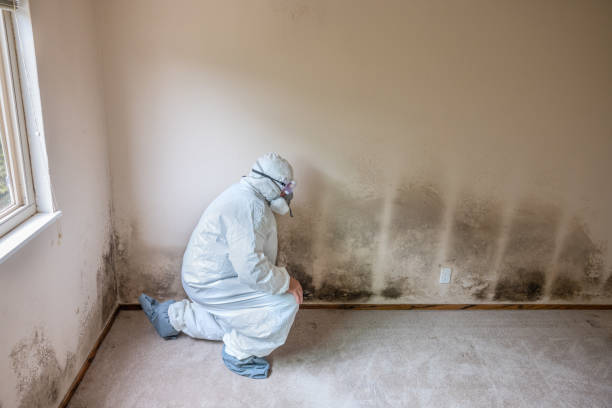 Best Basement Mold Remediation in Long View, NC